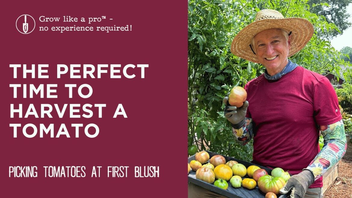 The Perfect Time to Harvest a Tomato