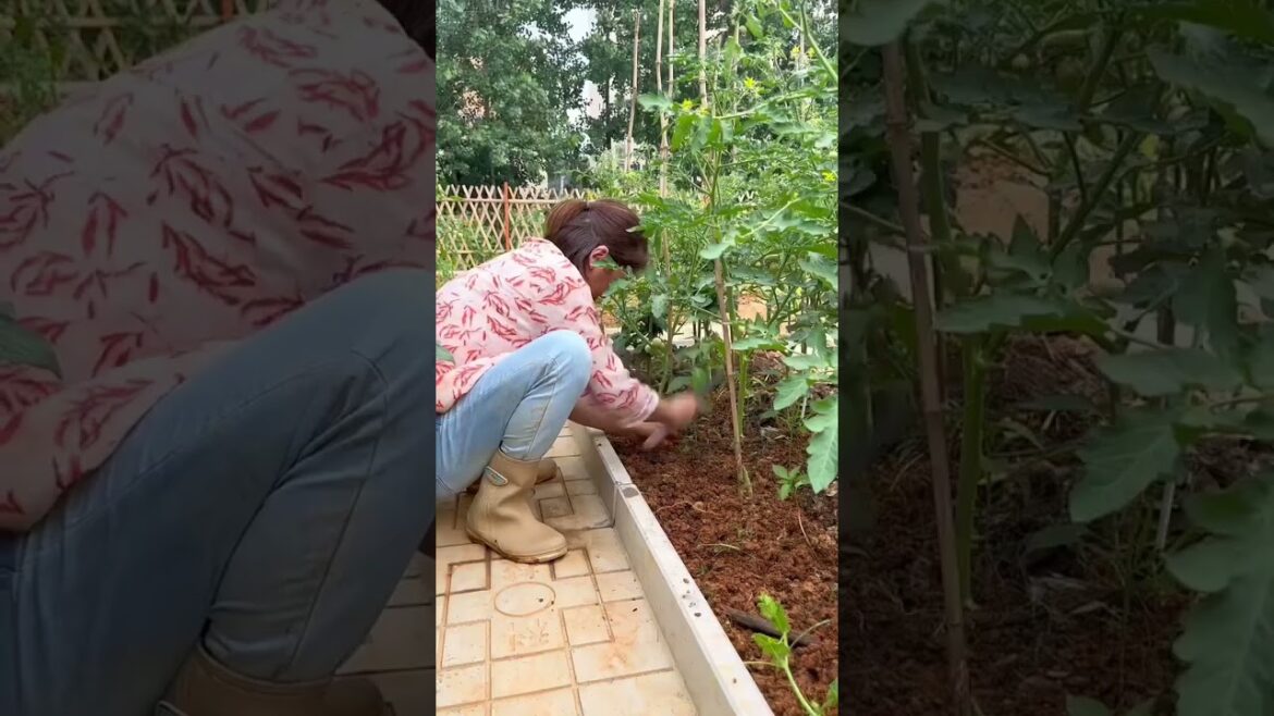 Garden Vlog  from countryside with vegetable natural