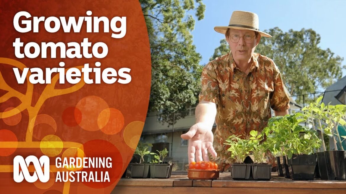 Tips for choosing and growing tomato varieties during winter | Gardening 101 | Gardening Australia