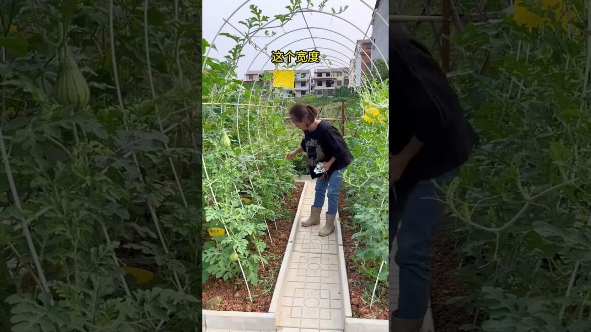 New idea for growing vegetable