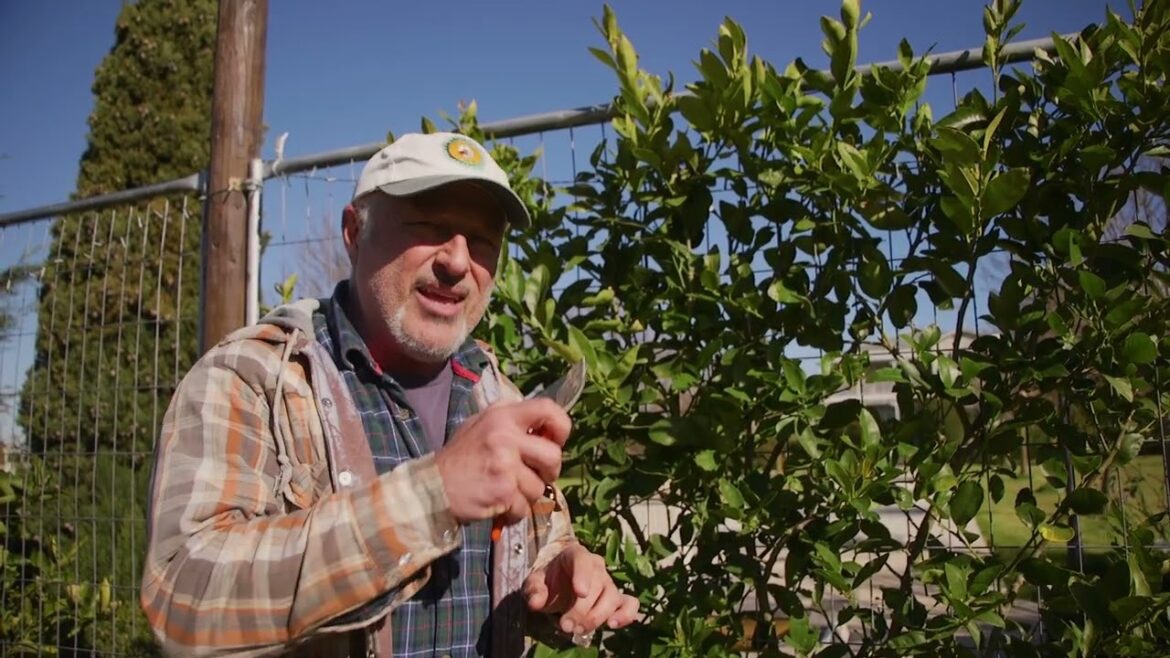 Protect Your Citrus Trees from Leaf Miners: Essential Tips for Gardeners!