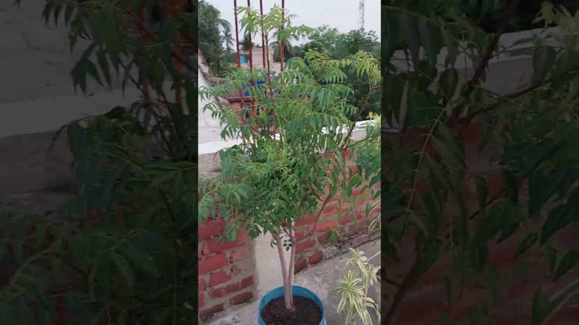 #shorts#AK tukro shanti #trends #gardening#shorts