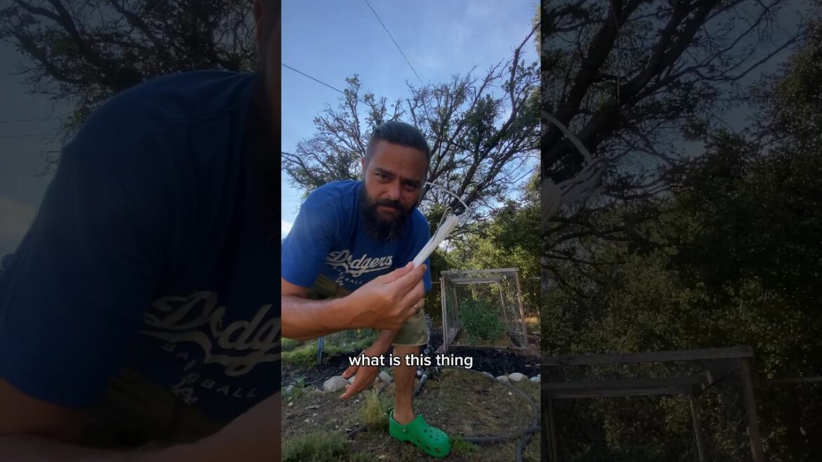 Grow MORE FOOD in LESS SPACE with the Tomahook! #shorts #gardening #tomatoes #tomahook Grow MORE FOOD in LESS SPACE with the Tomahook! #shorts #gardening #tomatoes #tomahook