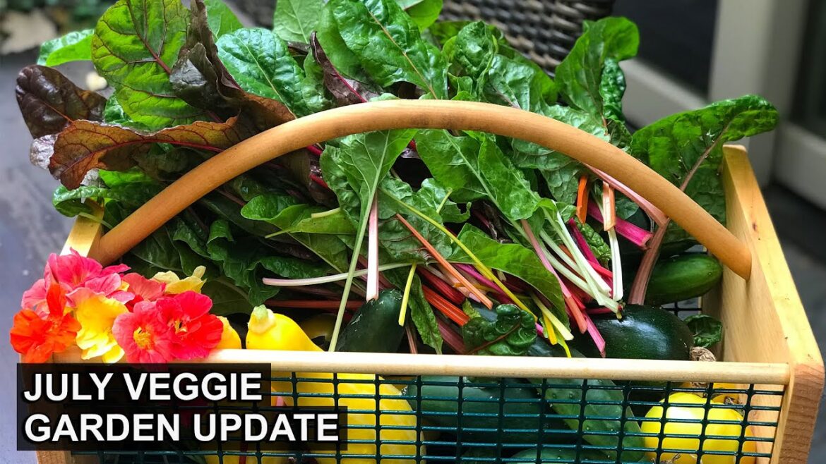 July in the Vegetable Garden | Learn to Get a Higher Yield From Your Garden 🥬🥕