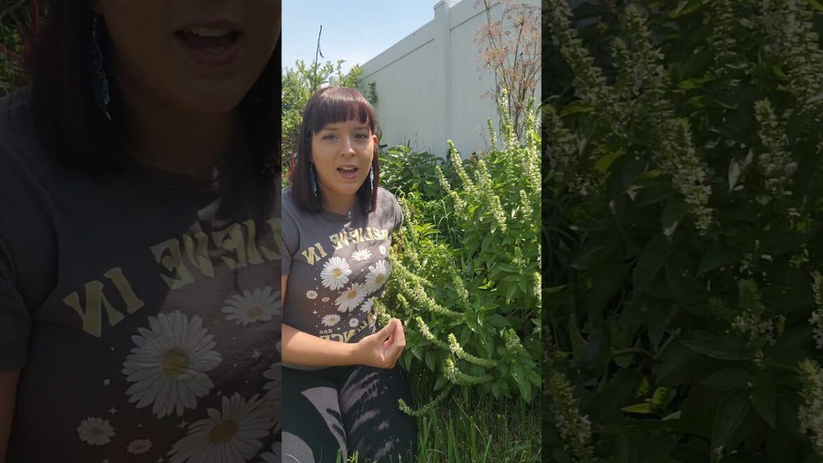 Does your basil taste bitter when it starts to flower? #basil #herbs #gardeningtips #backyardgarden Does your basil taste bitter when it starts to flower? #basil #herbs #gardeningtips #backyardgarden