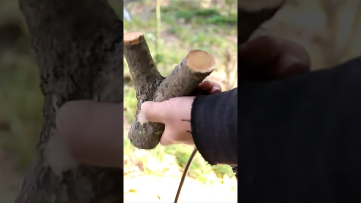 FUJIWARA 36V Electric Pruning Shears: Effortless Gardening at Your Fingertips! FUJIWARA 36V Electric Pruning Shears: Effortless Gardening at Your Fingertips!