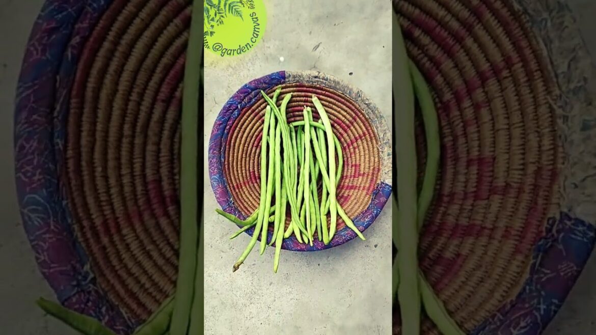 Harvesting Sponge Gourd and Long Beans #shorts #gardening #vegetablegarden #gardeningtips