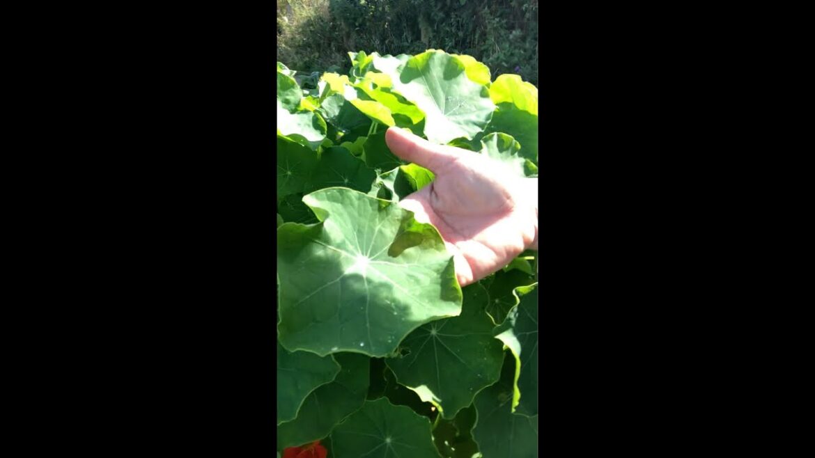 🌿 "Nasturtiums: Grow Your Own Edible Delights | Easy Gardening & Health Benefits too" 🌼