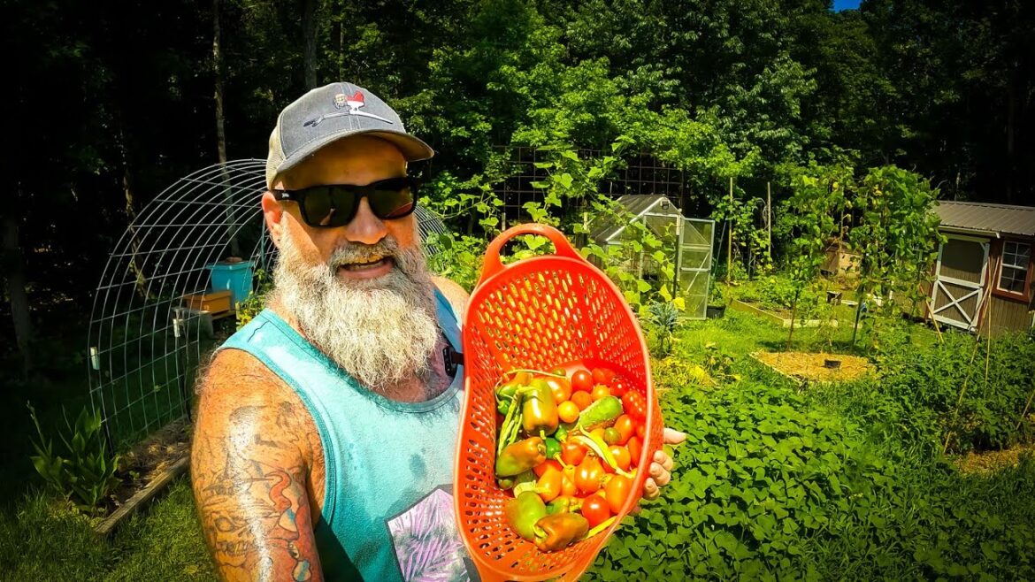 We plan for our tomatoes to die each year We plan for our tomatoes to die each year