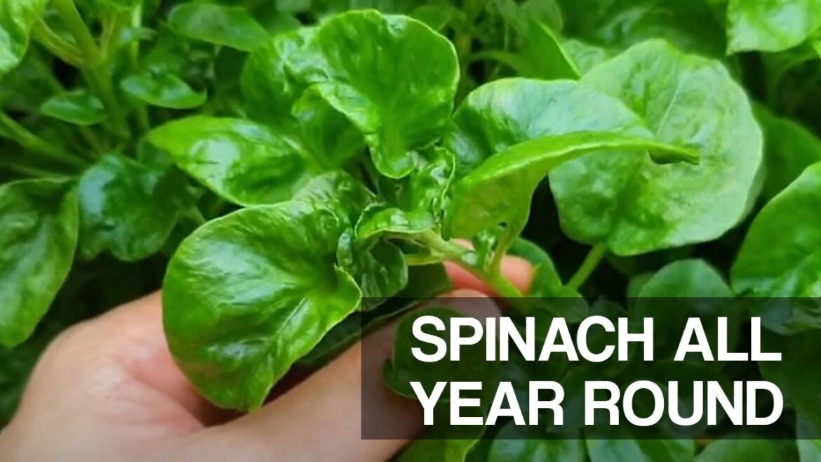 BRAZILIAN SPINACH | Produce all year round | A must have in every edible garden