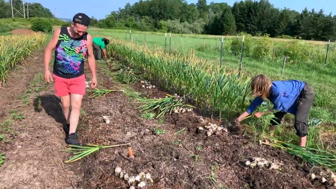 Garlic Harvesting Underway!