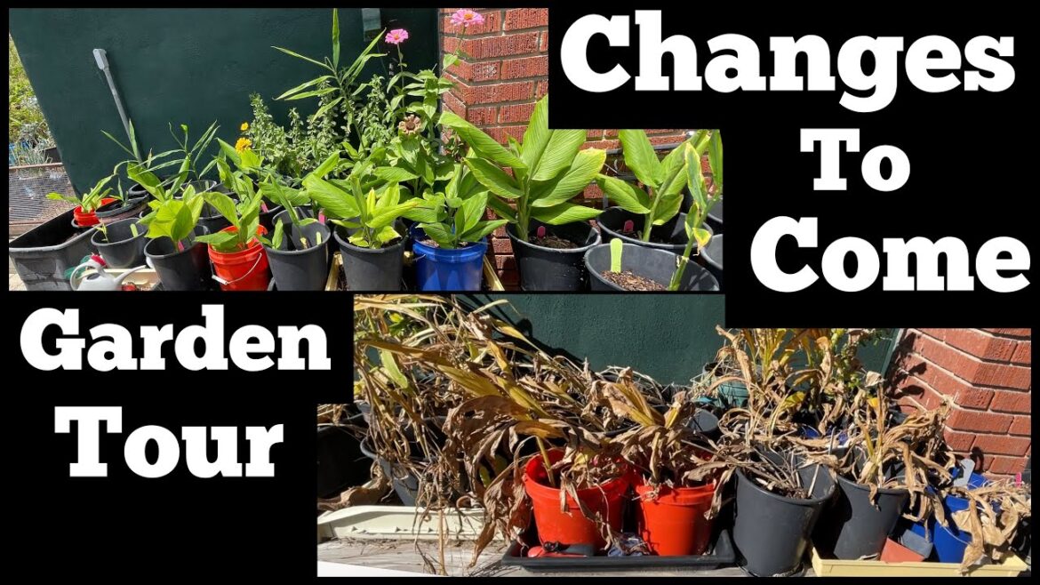 Garden Tour Growing Vegetable TIPS, Winter Plants turn into FREE Soil Compost & Container Gardening Garden Tour Growing Vegetable TIPS, Winter Plants turn into FREE Soil Compost & Container Gardening
