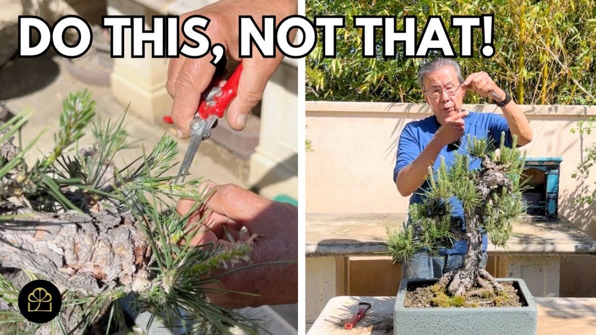 Do This to Keep Your Japanese Black Pine Bonsai Alive & Healthy Do This to Keep Your Japanese Black Pine Bonsai Alive & Healthy