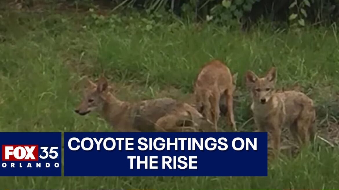 Coyotes being spotted all over Orange County Coyotes being spotted all over Orange County