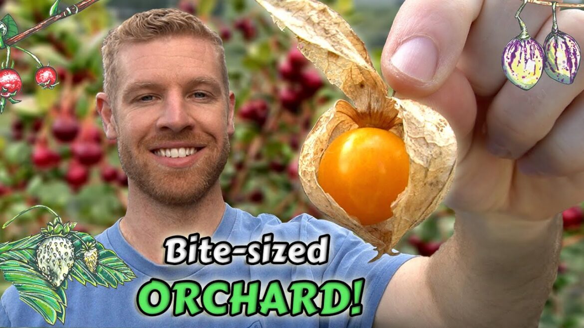 4 Delicious Fruits You Can Grow In A Container Or Small Space