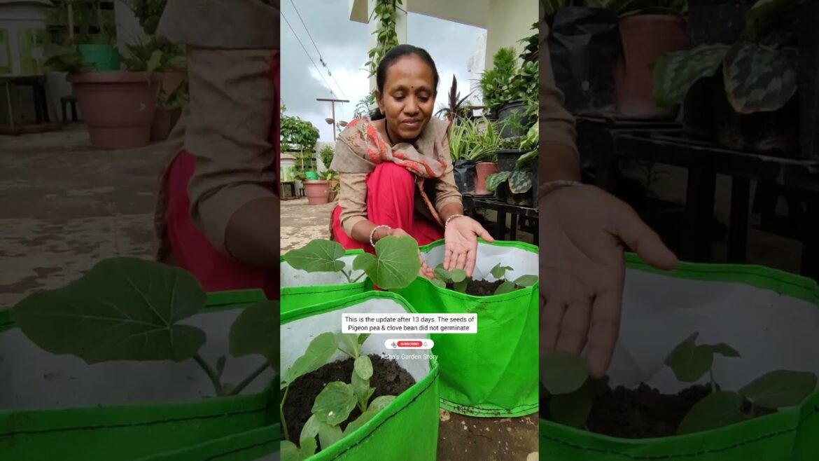 Vegetable Container Gardening Tips🥬🌽☔|गमले में सब्जियां उगाने की टिप्स| #ashasgardenstory#shorts