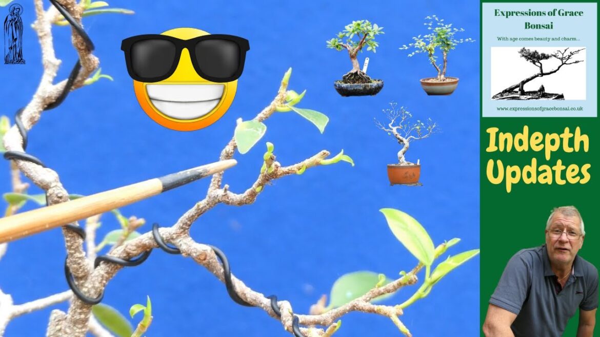 Fantastic Bonsai progress in JUST 4 months :)