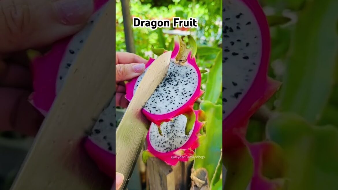Dragon Fruit 😱😱 #shorts #satisfying #fruitcutting #fruit #food #dragonfruit Dragon Fruit 😱😱 #shorts #satisfying #fruitcutting #fruit #food #dragonfruit