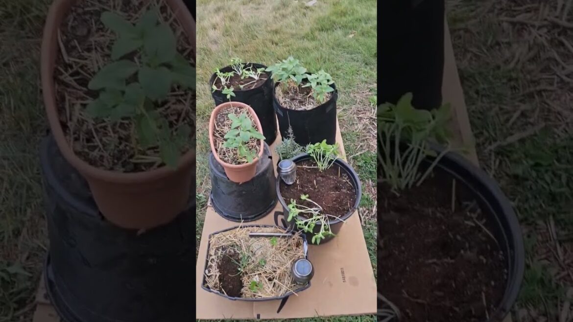 Addind a Container Garden #garden #melon #sunflower Addind a Container Garden #garden #melon #sunflower