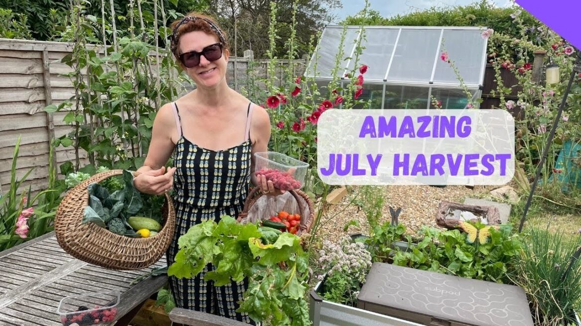July Fruit And Vegetable Harvest - Allotment Gardening For Beginners UK