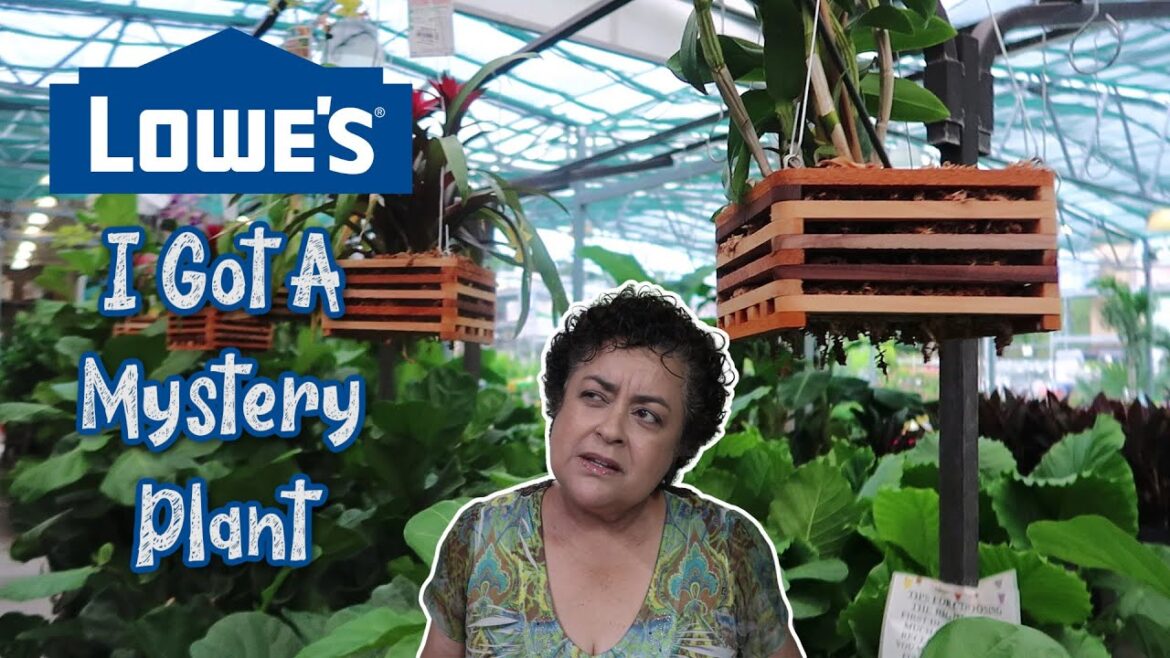 I Found A Mystery Plant at Lowes! What Is This Costa Farms Plant?