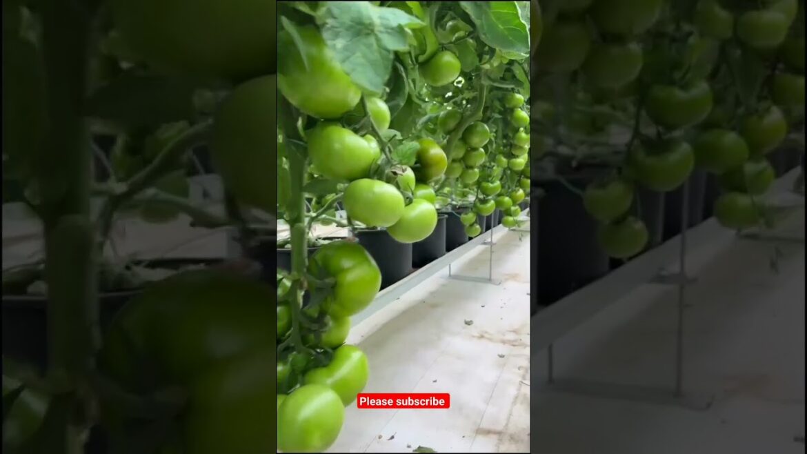 polyhouse tomato farming #farming #shots