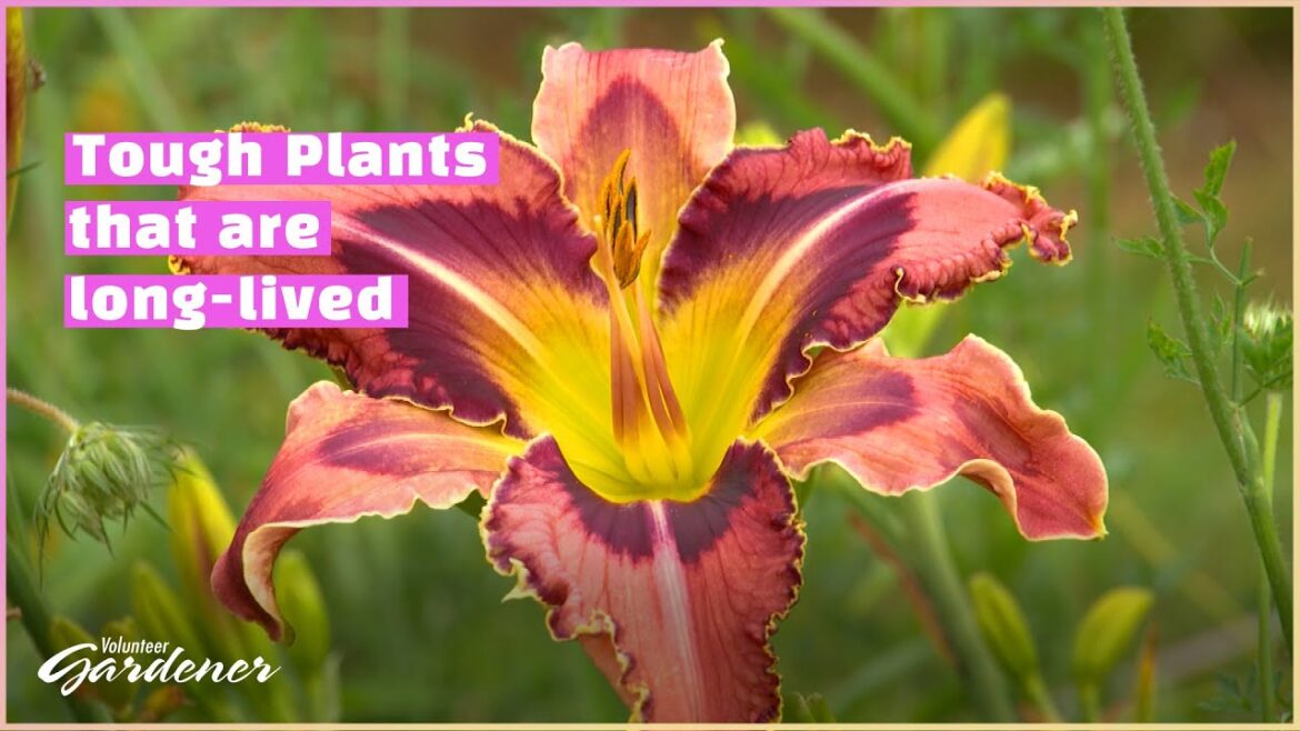 The Allure of Daylilies | Volunteer Gardener The Allure of Daylilies | Volunteer Gardener