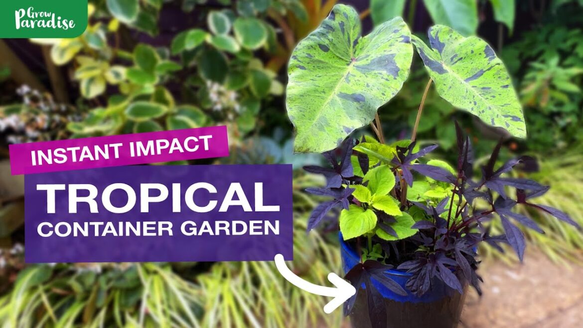 How to plant a tropical container garden for INSTANT IMPACT How to plant a tropical container garden for INSTANT IMPACT