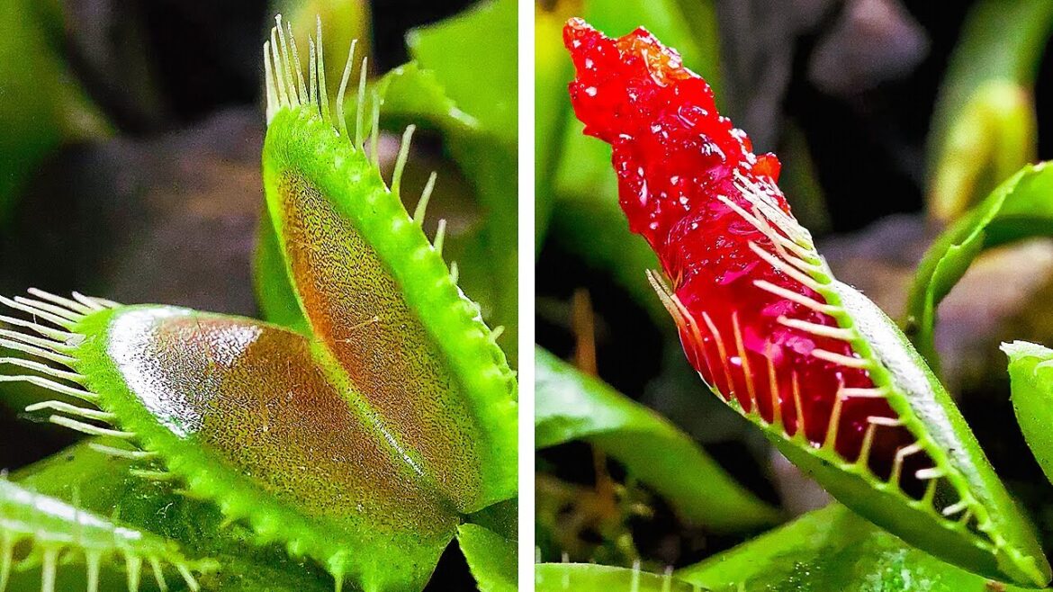 Plant Growing hacks to make your Own Garden like a Paradise Plant Growing hacks to make your Own Garden like a Paradise
