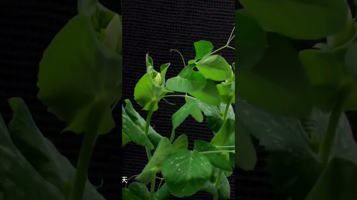 🥜Home Germination Plant from seeds | Growing Seeds 🌱| #Timelapse #shorts #seed #germination #process 🥜Home Germination Plant from seeds | Growing Seeds 🌱| #Timelapse #shorts #seed #germination #process