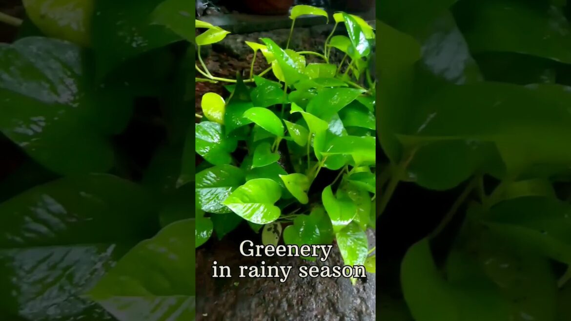 Greenery in rainy season at home #status Rhim Jhim #Goa #India #Shorts #Garden #rainy #trending #yt