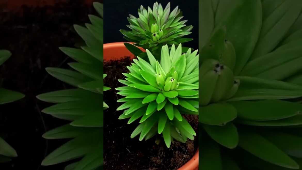 From Bulbs to Blooms ｜Mesmerizing Time Lapse of Lily Growth