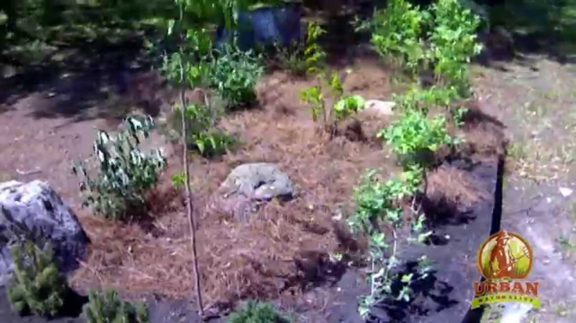 Edible Landscape Time-Lapse : Meche's "Living Room" Garden - Lafayette, LA | Urban Naturalist