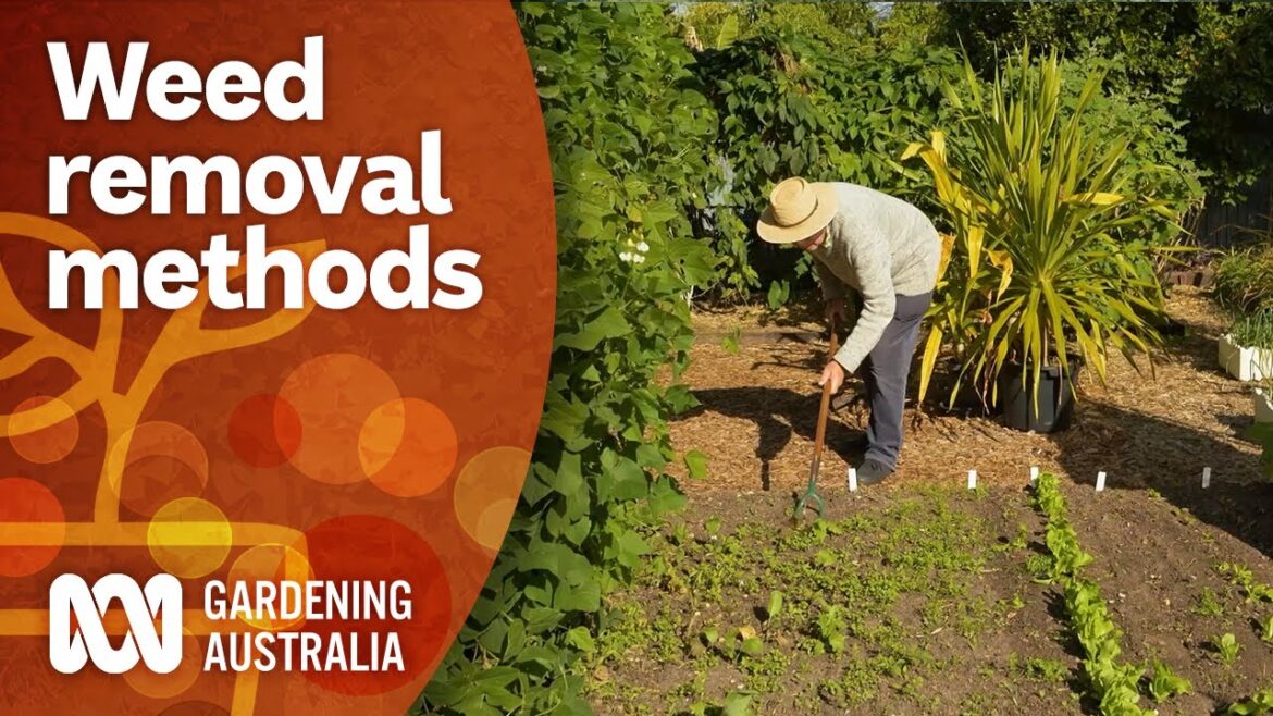 Remove weeds using these effective methods | Gardening 101 | Gardening Australia Remove weeds using these effective methods | Gardening 101 | Gardening Australia