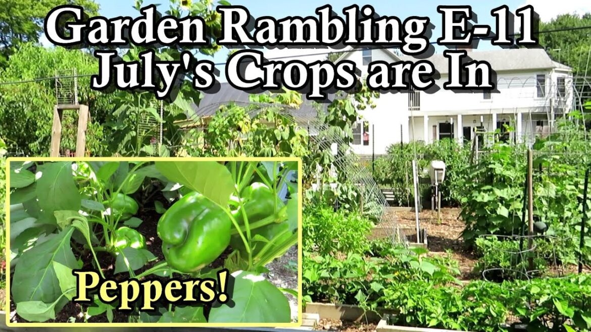 Gary Pilarchik: Mid July Crops are Sprouting, Peppers are Producing, Melons Up: Garden Ramblings Tips & Tour E-11 Mid July Crops are Sprouting, Peppers are Producing, Melons Up: Garden Ramblings Tips & Tour E-11