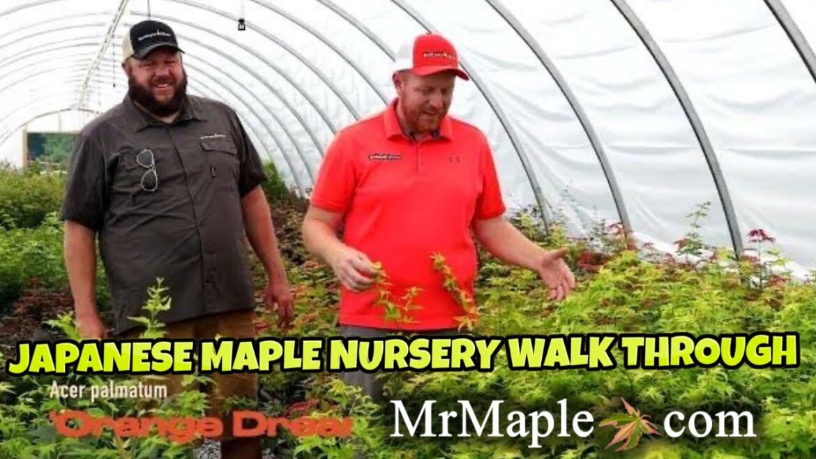 Japanese Maple Nursery Tour | MrMaple.com Greenhouse #25 Walkthrough Wednesday Japanese Maple Nursery Tour | MrMaple.com Greenhouse #25 Walkthrough Wednesday