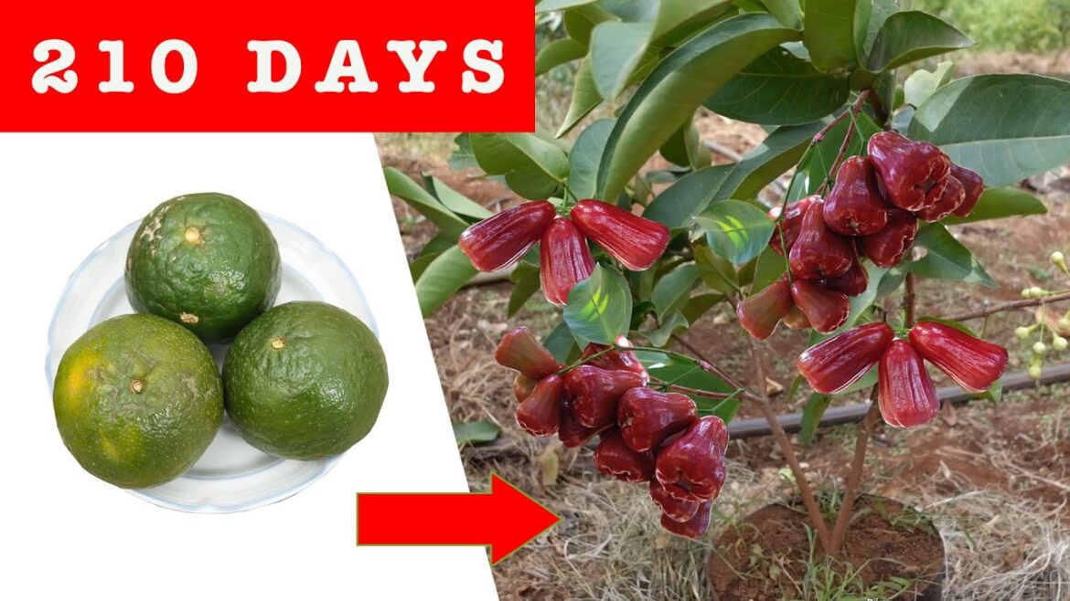 Tips for breeding plum branches - 100% success for newbies - Gardening