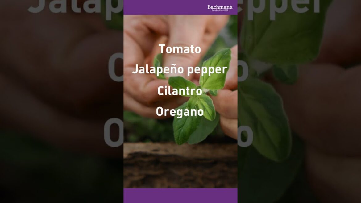 Edible Salsa Container Garden | Bachman's