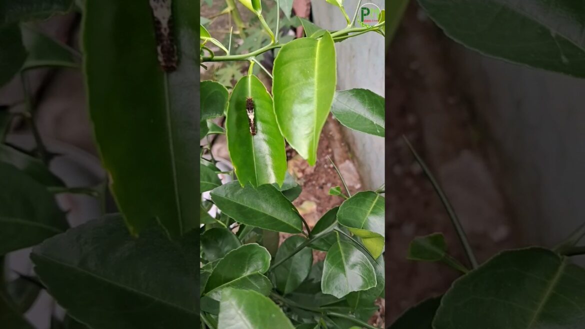 Journey of a butterfly #shorts #pupa #butterfly