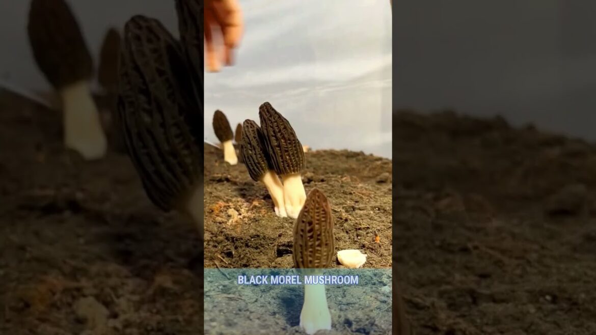 The Black Morel mushroom harvesting #farming #mushroom