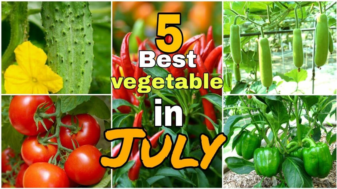 Best 5 vegetable in July /how to grow terrace Gardening 🌱🍆