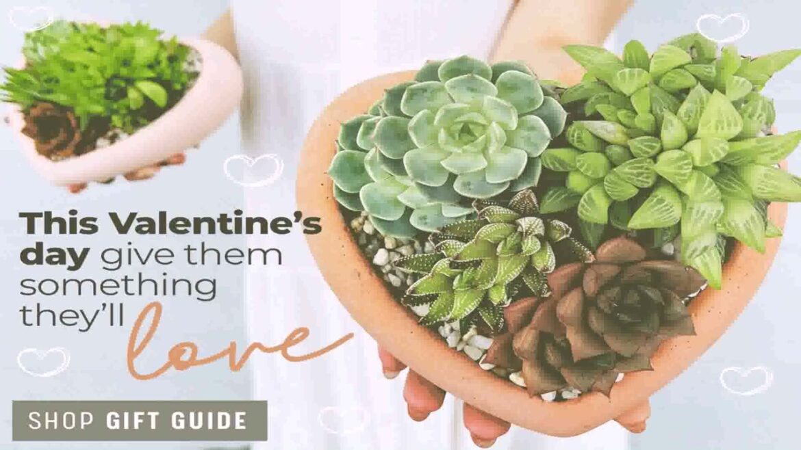 Front Yard Landscaping Ideas Succulents