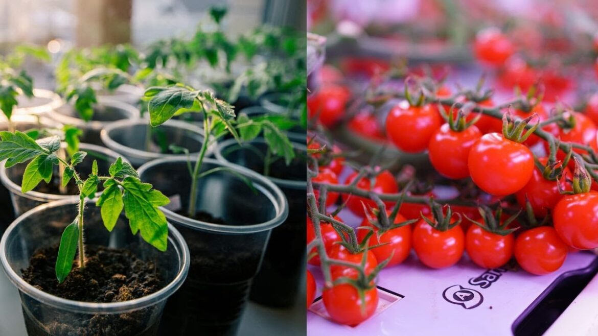 How to Grow Crops through Indoor Vertical Farming using Advanced Technology