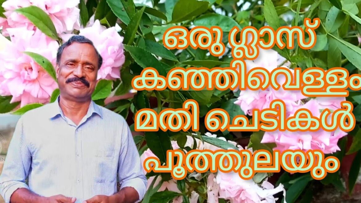മുറ്റം നിറയേ പൂക്കൾ |Flowering tips malayalam |Gardening malayalam |Krishi | Krishi malayalam