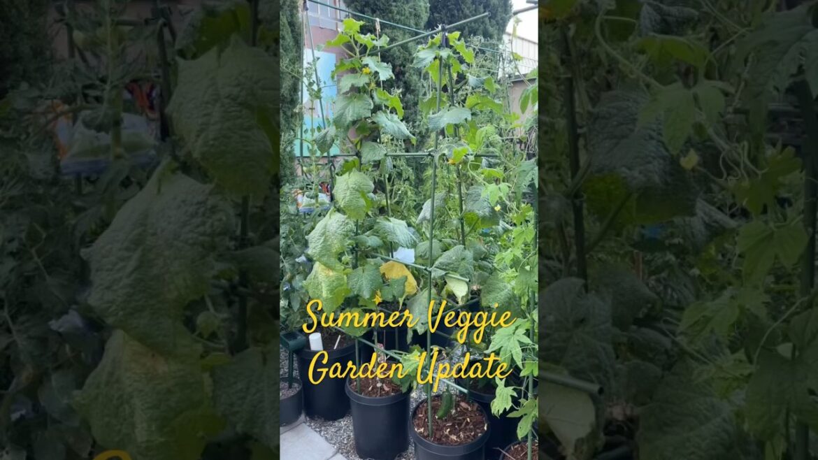 Mid-Summer Veggie Garden Update | Container Vegetable Gardening