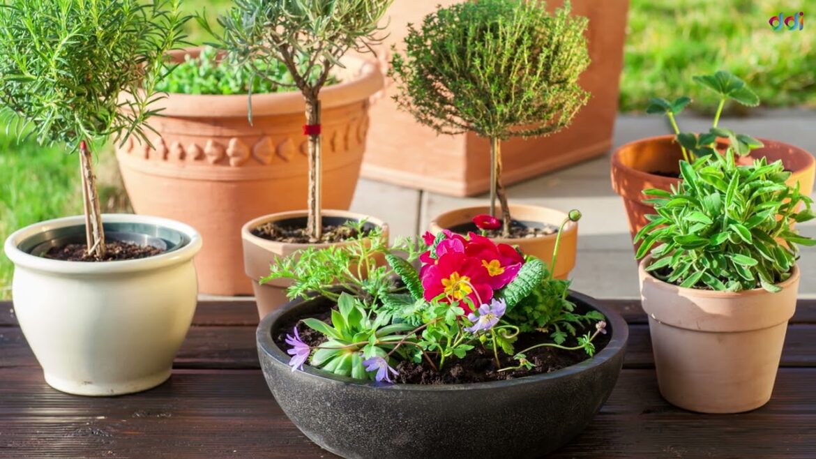 Container Garden Design Ideas – Container Garden DIY, Home, Storage, Vegetables Tour + Container Garden Design Ideas - Container Garden DIY, Home, Storage, Vegetables Tour +