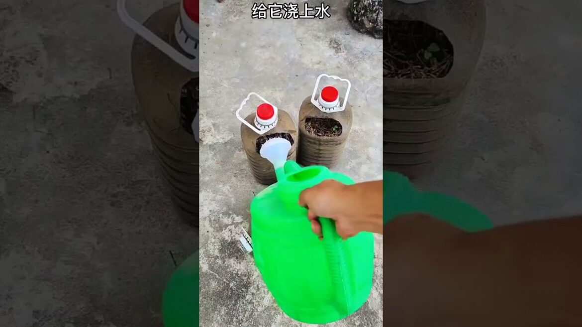 Garden Vlog from countryside with vegetable natural Garden Vlog from countryside with vegetable natural