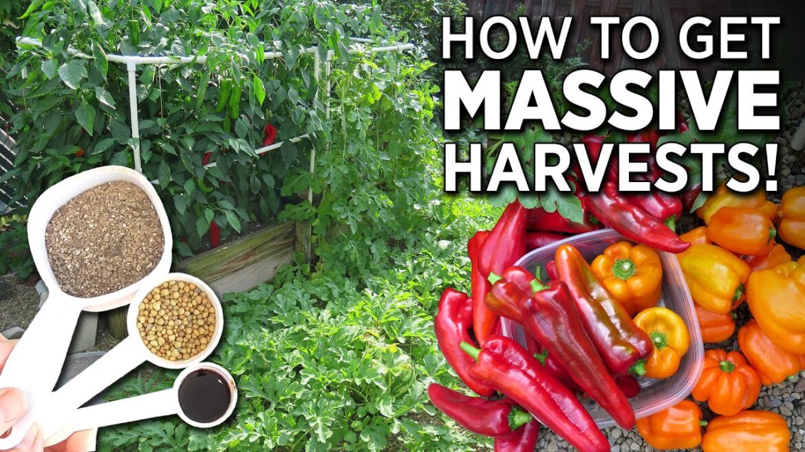 Easy Vegetable Fertilizer for Home Gardening in Wicking Planters & Containers -DIY Potting Mix Tips