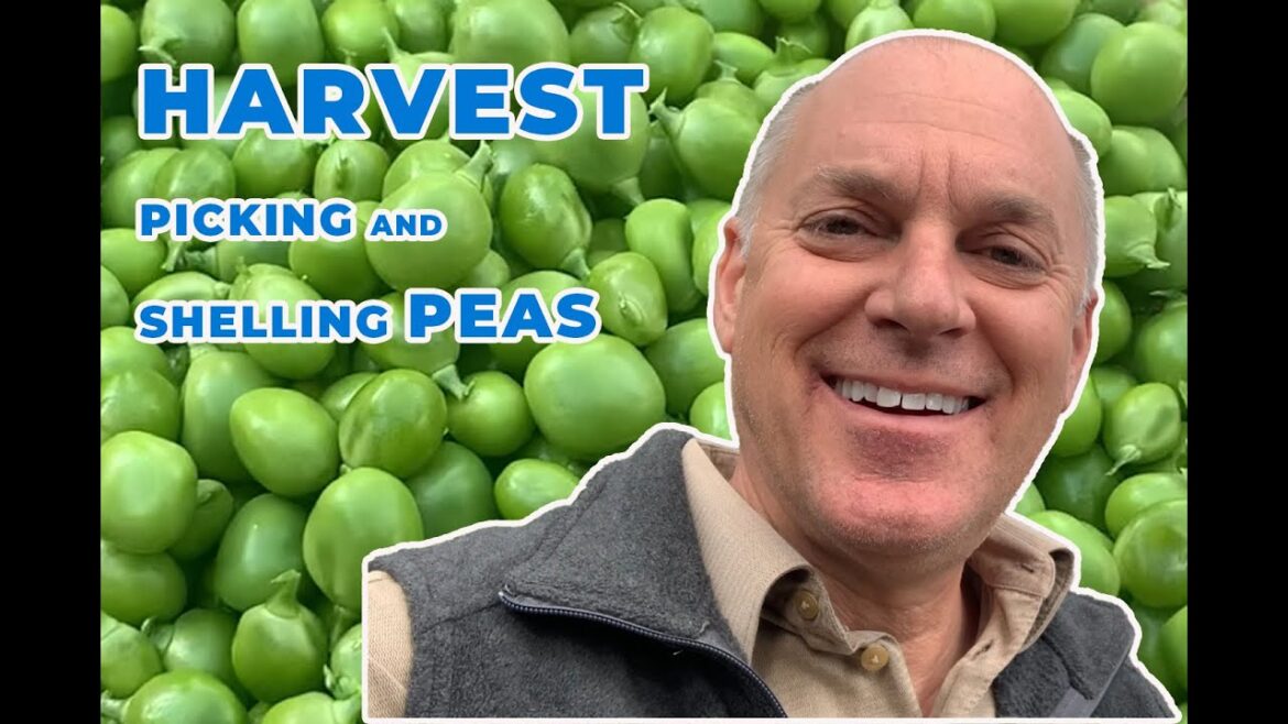 Picking' Peas #gardening #peas