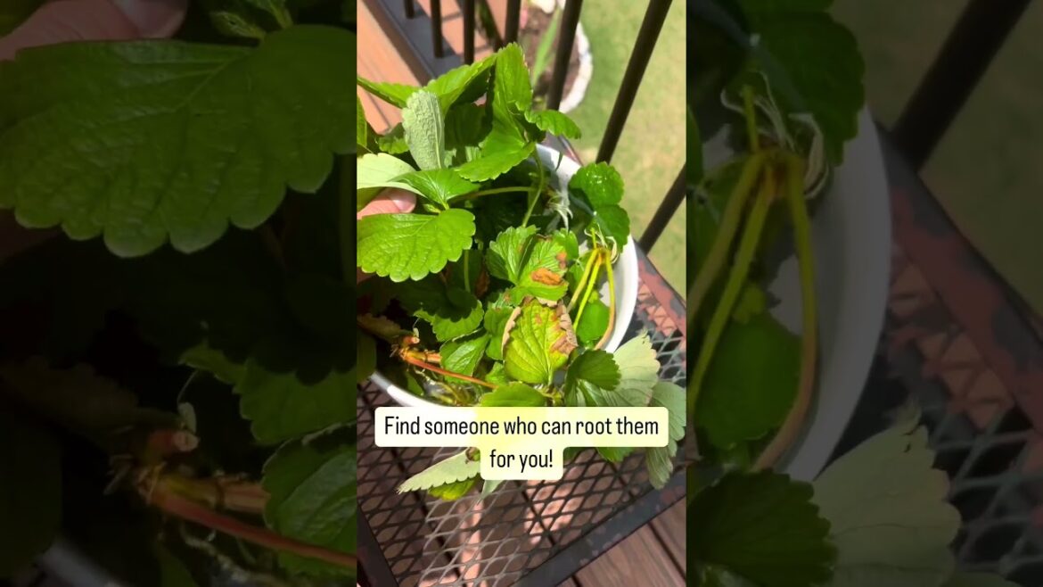 Home Gardening Tips - How to Grow Strawberry Plants For Free 🍓